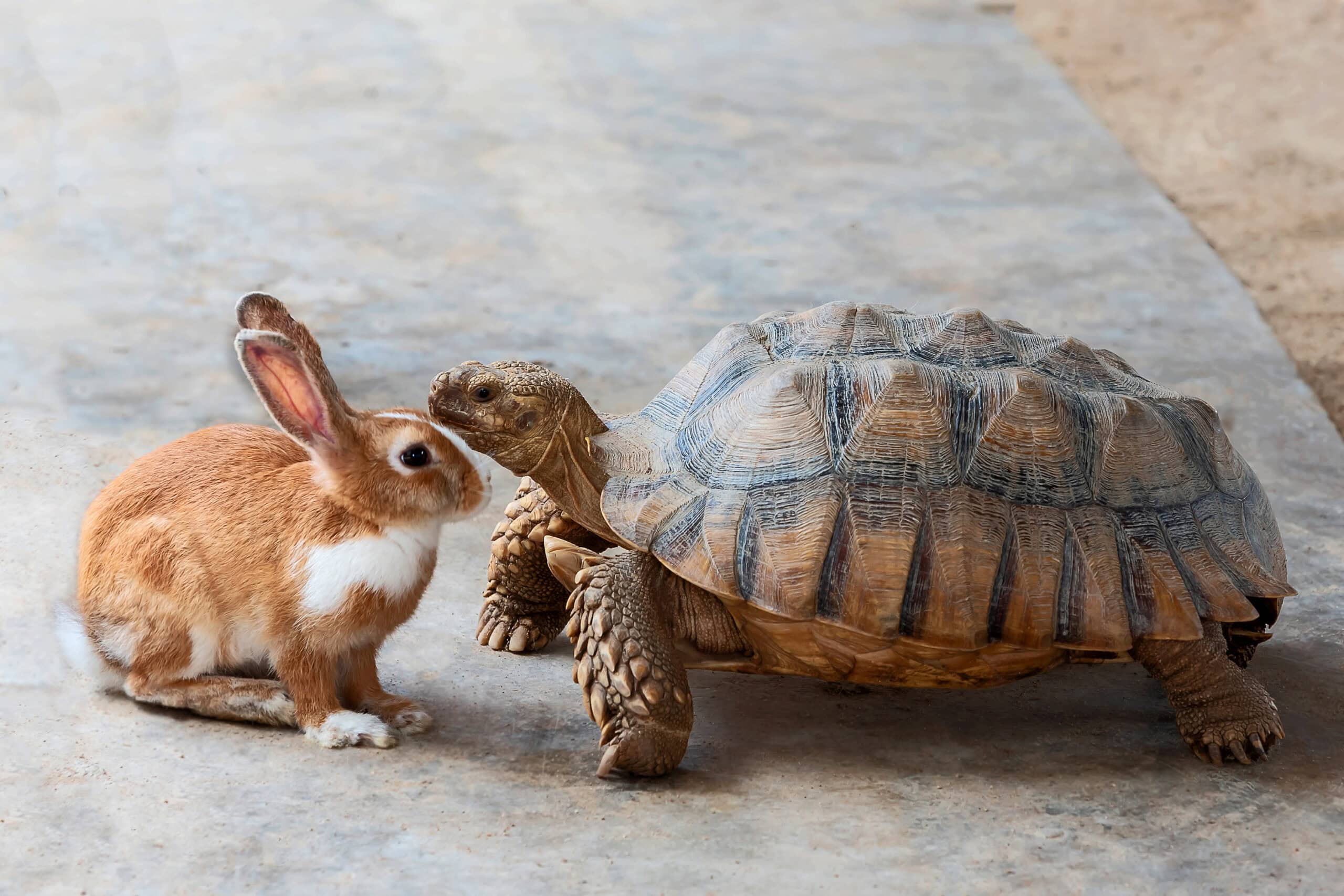 Rabbit and turtle are discussing the competition.